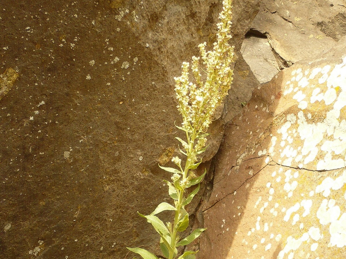 Verbascum lychnitis f. album (Scrophulariaceae)
